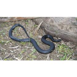 Red-bellied black snake.