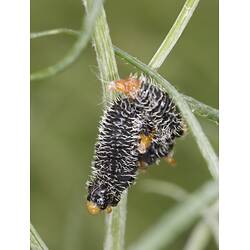 Cluster of black larvae with orange tips and white hair on a plant stem.