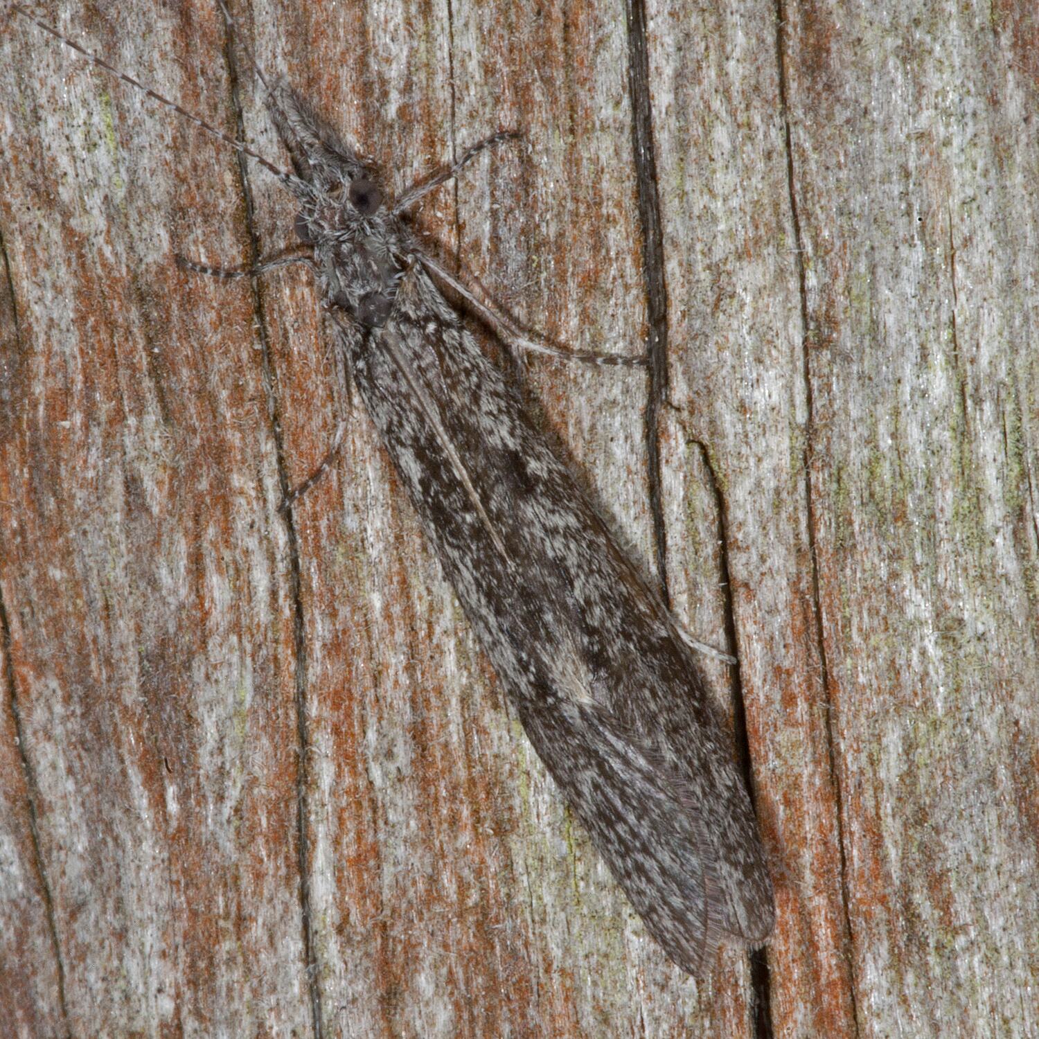 Trichoptera, Caddisflies