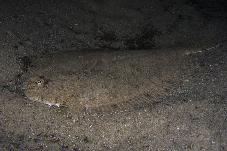 <em>Pseudorhombus jenynsii </em>, Smalltooth Flounder. Gabo Island, Victoria.