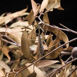 Praying mantis on dry gum leaves.
