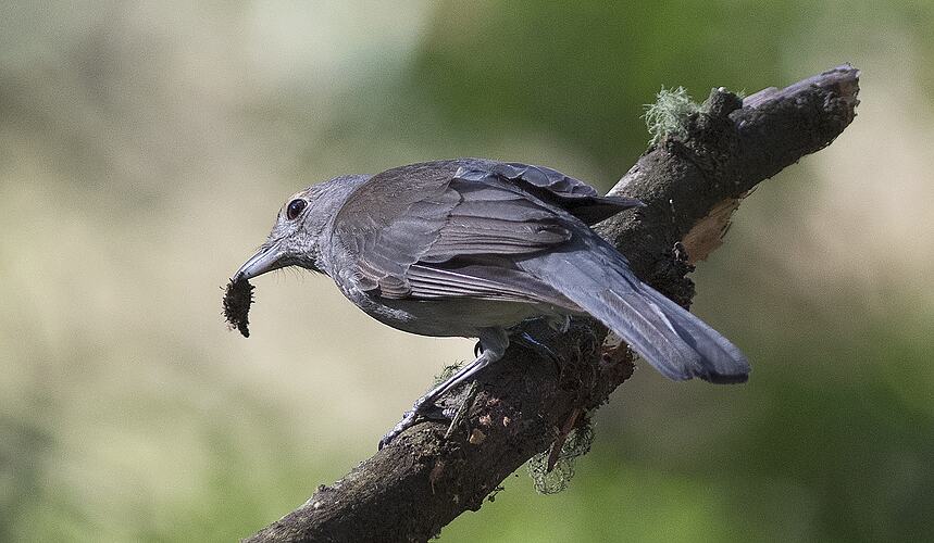 Rear view of grey bird with insect in beak.