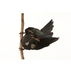 Black and white bird specimen mounted on vertical branch,