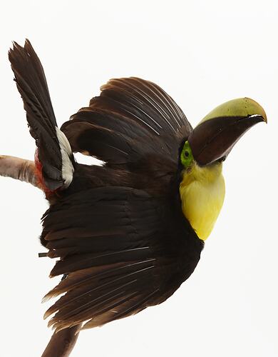 Black bird with yellow chest mounted on vertical branch.
