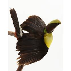 Black bird with yellow chest mounted on vertical branch.
