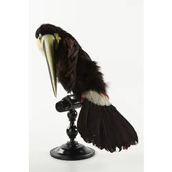 Rear view of toucan specimen mounted on perch.