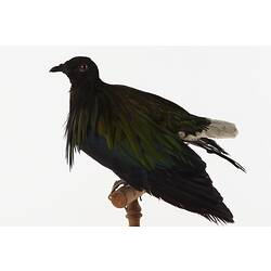 Dark pigeon specimen mounted on perch.