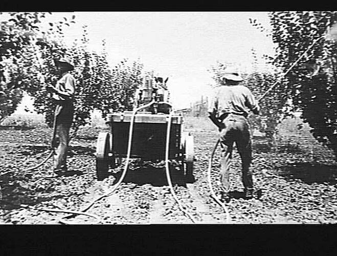 `SUNSPRAY' AT WORK IN MR. HARBUTT'S APPLE ORCHARD, ORANGE, N.S.W: JAN 1932