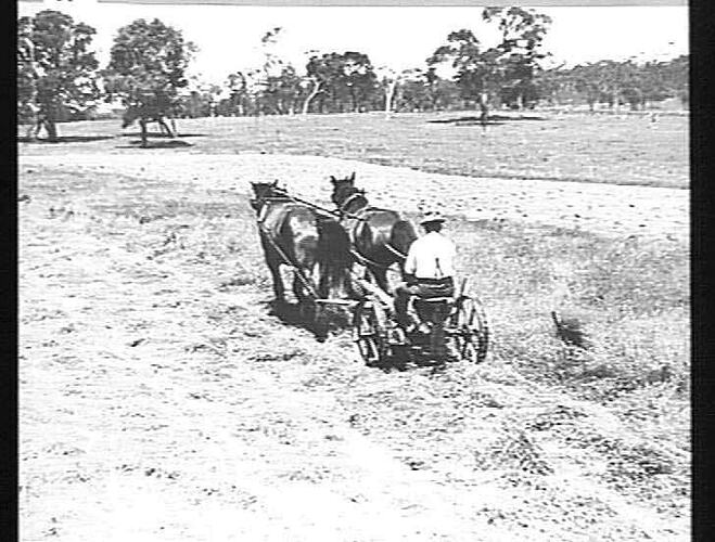 4 FT. 6 IN. M-H MOWER 25 YEARS OLD CUTTING SUB CLOVER ON MR W.O. (PFEIFFER'S) CHARLESTON SOUTH AUSTRALIA: JUNE 1934