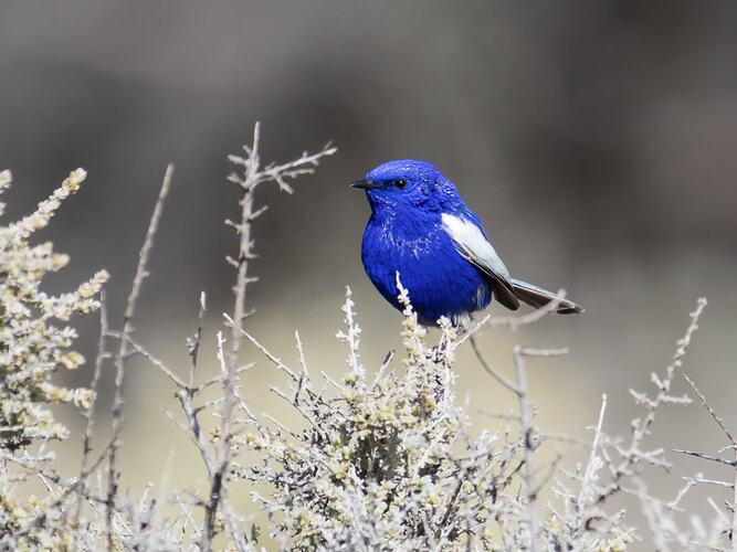 Bright blue bird perched in branch.