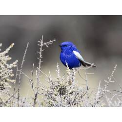 Bright blue bird perched in branch.