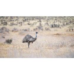 Emu standing in brush.