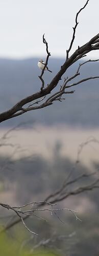 White bird on bare tree.