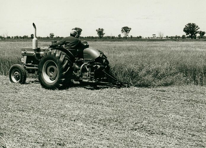Man driving a tractor coupled to a mower in field of long grass.