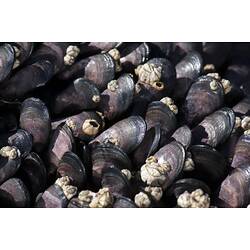 Cluster of dark, purple-gret bivalve shells.