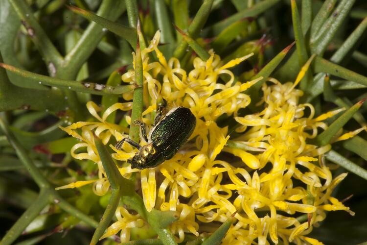 <em>Diphucephala</em> sp., Green Scarab Beetle. Wilsons Promontory National Park, Victoria.