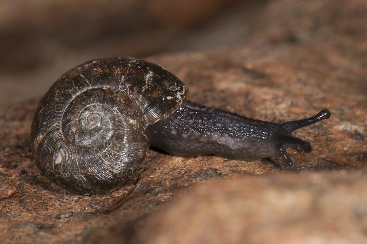 <em>Austrochloritis kosciuszkoensis</em>, Kosciuszko Carnivorous Snail. Alpine National Park, Victoria.