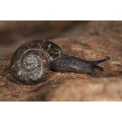 <em>Austrochloritis kosciuszkoensis</em>, Kosciuszko Carnivorous Snail. Alpine National Park, Victoria.