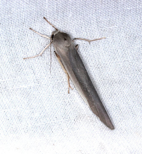 <em>Calamidia hirta</em>, moth. Otways National Park, Victoria.