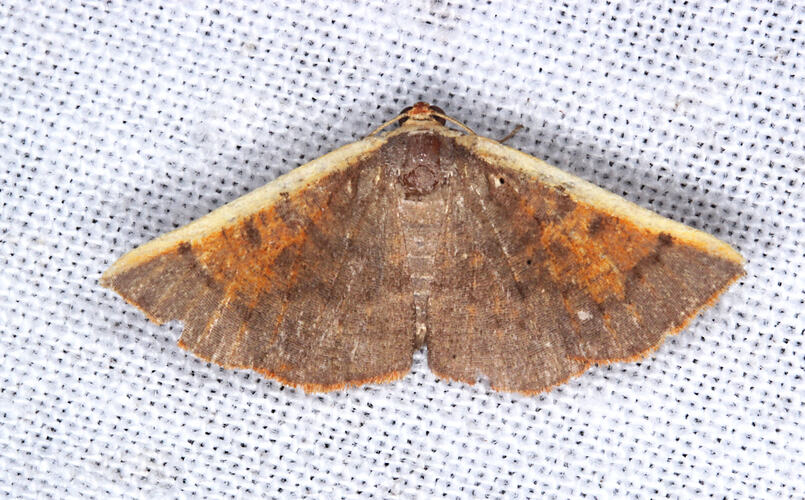 <em>Picromorpha pyrrhopa</em>, moth. Otways National Park, Victoria.