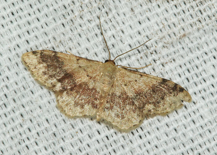 <em>Idaea halmaea</em>, moth. Great Otway National Park, Victoria.
