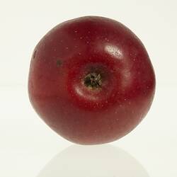 Wax model of an apple with stem, painted dark red, with brown stem. Base view.