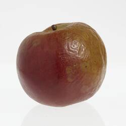 Wax apple model painted red. Has brown stem. Surface is wrinkled.