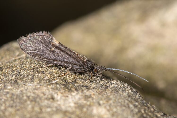 Caddisfly on rock.
