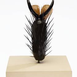 Model of foot of house fly standing upright with leg hairs and claw at top end. On cream base.