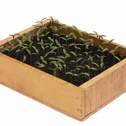 Model - Tomato Seedlings Affected by Damping Off