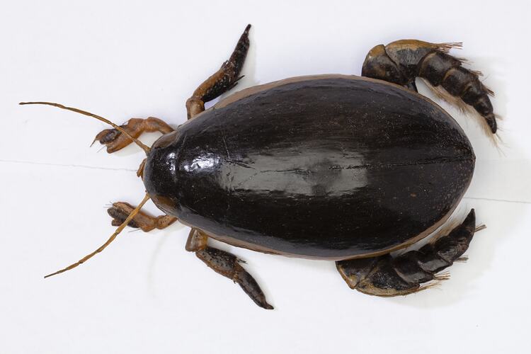 Diving Beetle model, Family Dytisidae. Registration no. COL 136113.