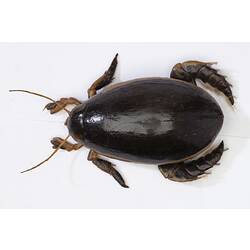 Diving Beetle model, Family Dytisidae. Registration no. COL 136113.