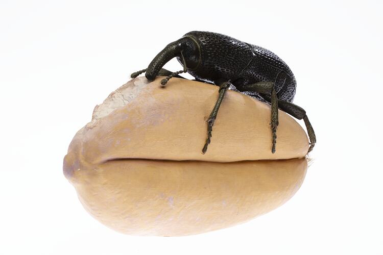 Model - Grain Weevil