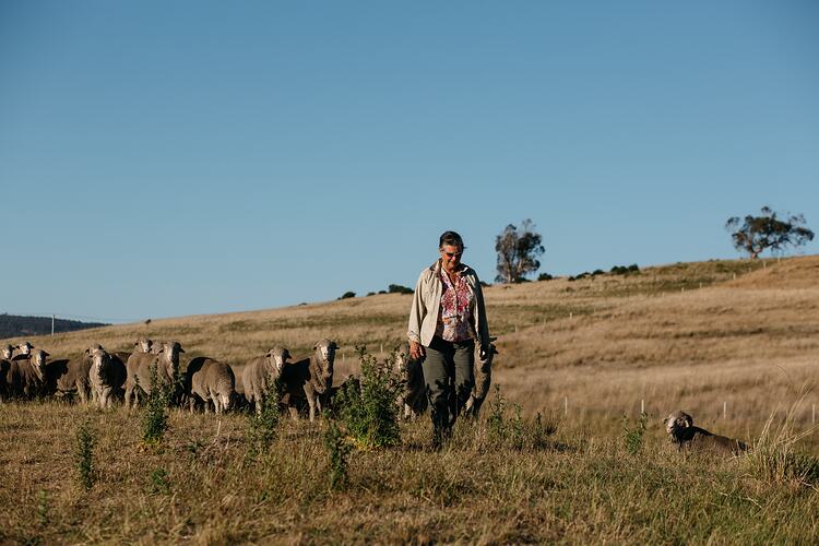Woman walking with sheep across paddock.