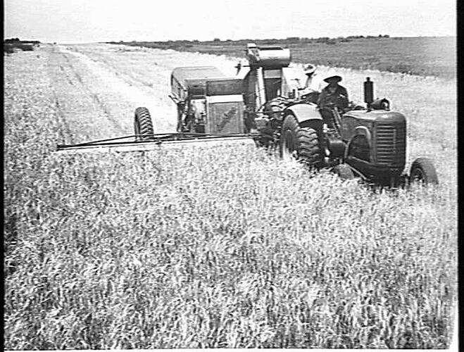 SUNSHINE NO.4 HEADER DRAWN BY A SUNSHINE MASSEY HARRIS TRACTOR, HARVESTING FORTY-TWO BUSHEL OF BARLEY TO THE ACRE ON THE FARM OF MR J. BARROW, BROADMEADOWS, VIC. DEC. 1946