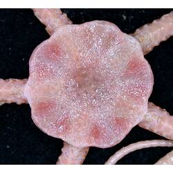 Pink brittle star with close-up of dorsal disc on black background.