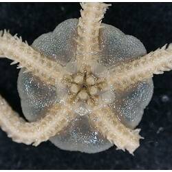Front view of cream-grey brittle star with close-up of oral disc on black background.