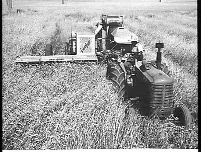 A.W. Henderson with Massey-Harris 744 Diesel Tractor & Sunshine No.4 Power-Drive Header Harvester, near Shepparton, Victoria, Dec 1953