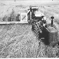 Photograph - H.V. McKay Massey Harris, A.W. Henderson with Sunshine No.4 Header Harvester & Massey-Harris 744 Diesel Tractor in 'Magnet' Wheat Crop, Pine Lodge, Victoria, Dec 1953