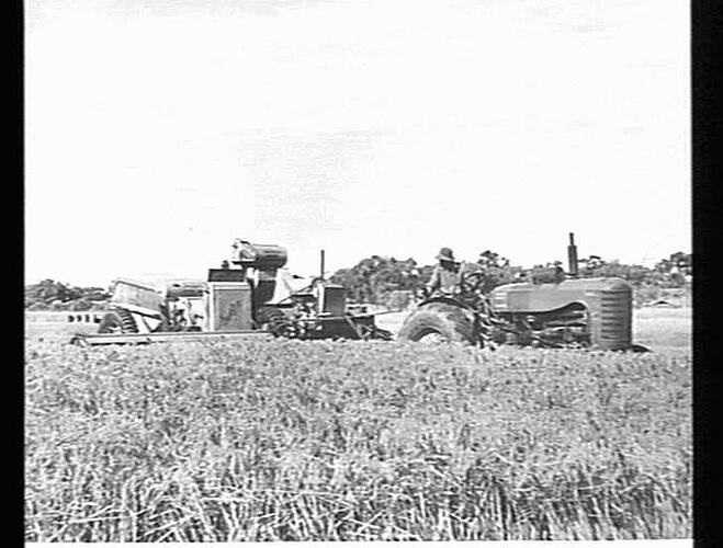 HARVESTING RICE, 3.5 TONS PER ACRE, WITH A SUNSHINE NO. 4 HEADER AND 744 DIESEL TRACTOR - MR R.W. IRVIN, GRIFFITH, N.S.W.: MAY 1954