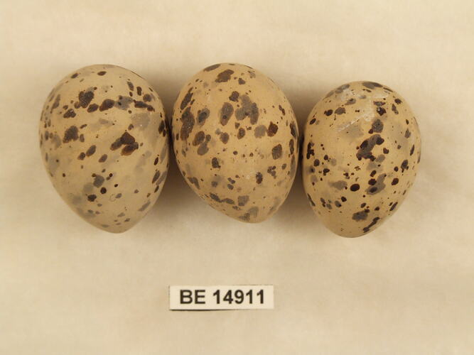Three bird eggs with specimen label.