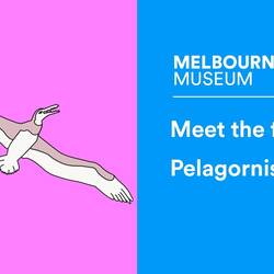 Pelagornis the giant toothed bird of Bayside