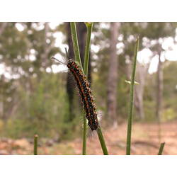 Black moth with white band on wings.