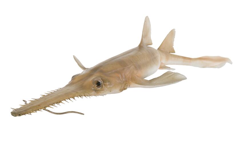 <em>Pristiophorus cirratus</em>, Common Sawshark, model. [A 19341]
