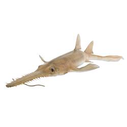 <em>Pristiophorus cirratus</em>, Common Sawshark, model. [A 19341]