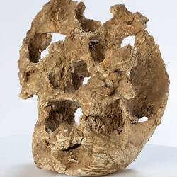 Partially eroded fossil kangaroo skull.
