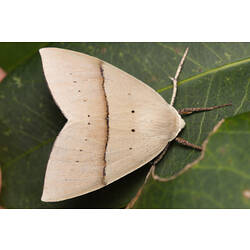 <em>Gastrophora henricaria</em>, moth.