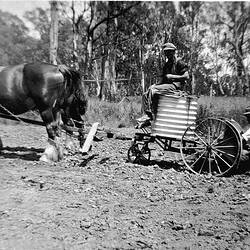 Negative - Planting Potatoes on 'Wyadra' Farm, Tarrawingee, Victoria, circa 1930