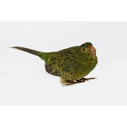 Mottled green parrot specimen mounted in seated pose.