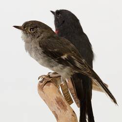 Two small bird specimens, mounted on a branch.